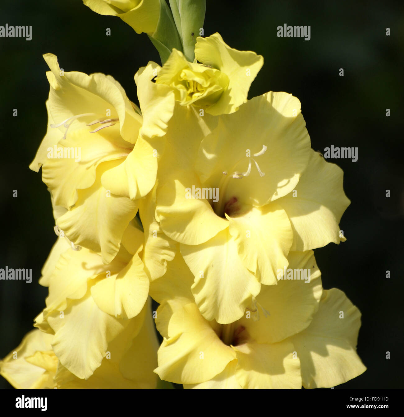 Gladiolus, popular ornamental herb with globose underground corm, linear leaves and beautiful flowers in elongated spikes Stock Photo