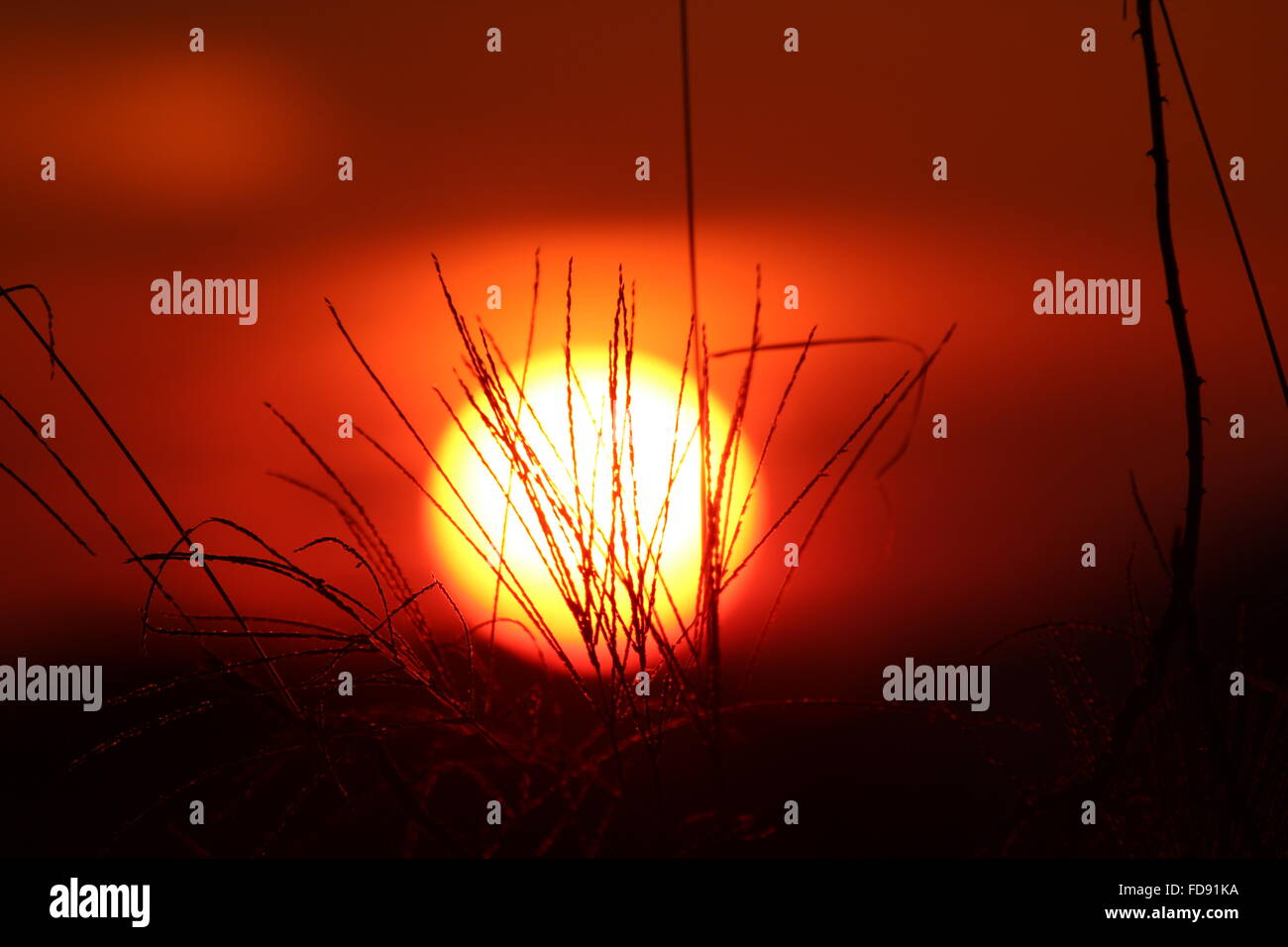 Red African Sunset with silhouette grass, Limpopo South Africa Stock ...