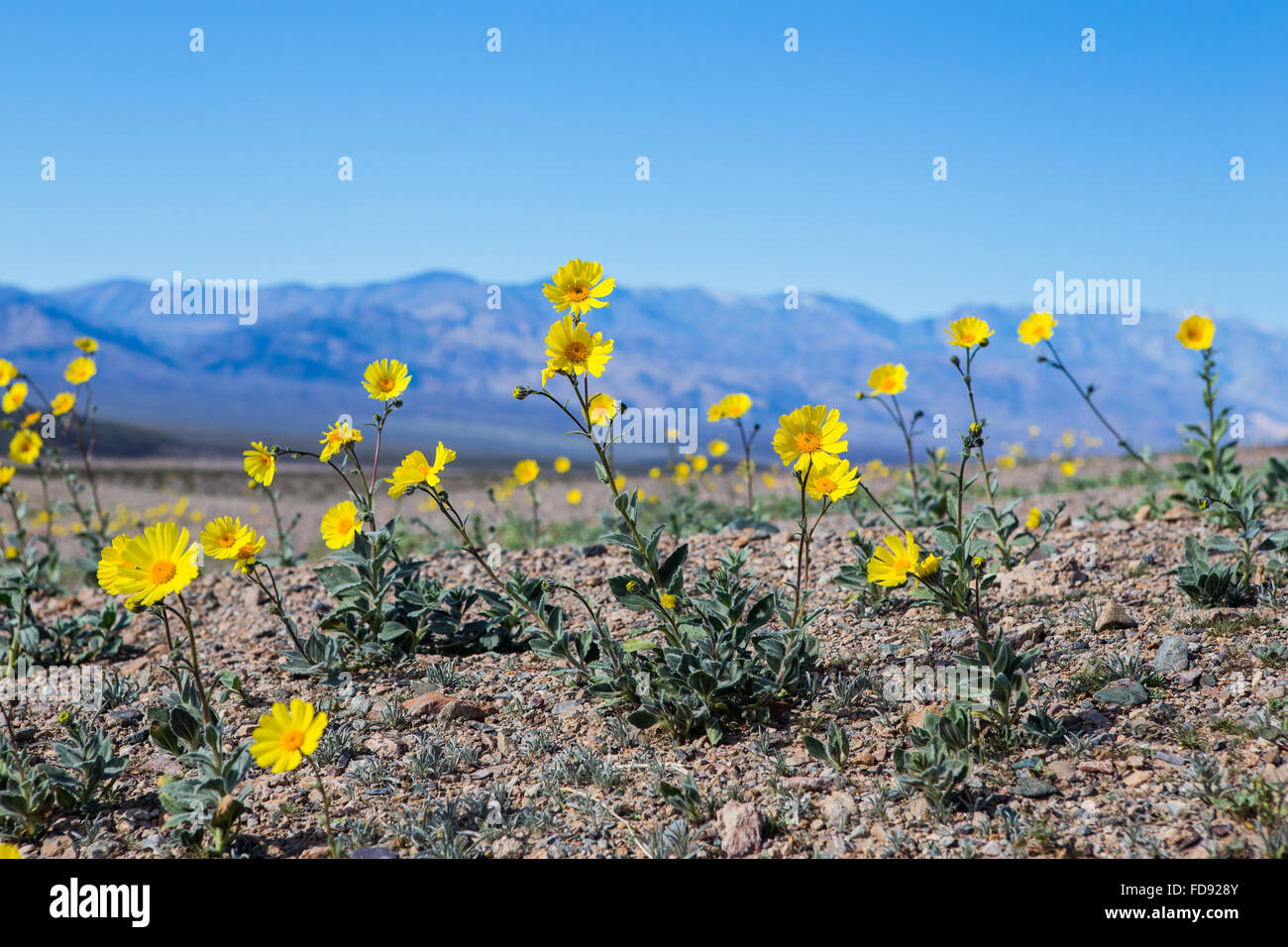 Early wildflowers Desert golds "Geraea canescens" blooming at Ashford