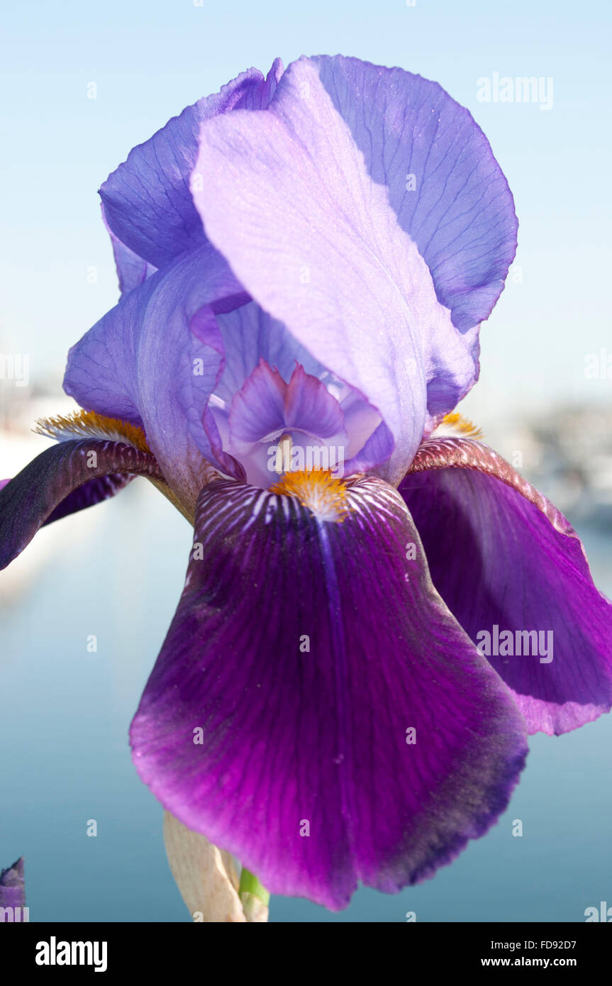 Purple Iris photographed at Percival Landing, downtown Olympia, WA. Thurston County, USA Stock Photo