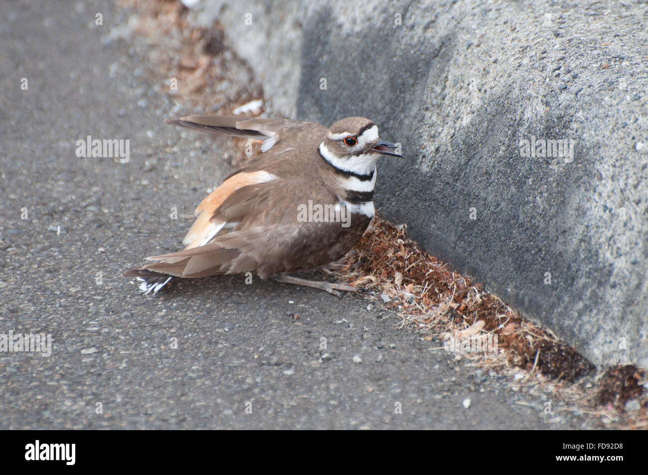 Killdeer faking broken wing to lure away danger from nest photographed at Pioneer Primary School, Mason County, Shelton, WA, USA Stock Photo