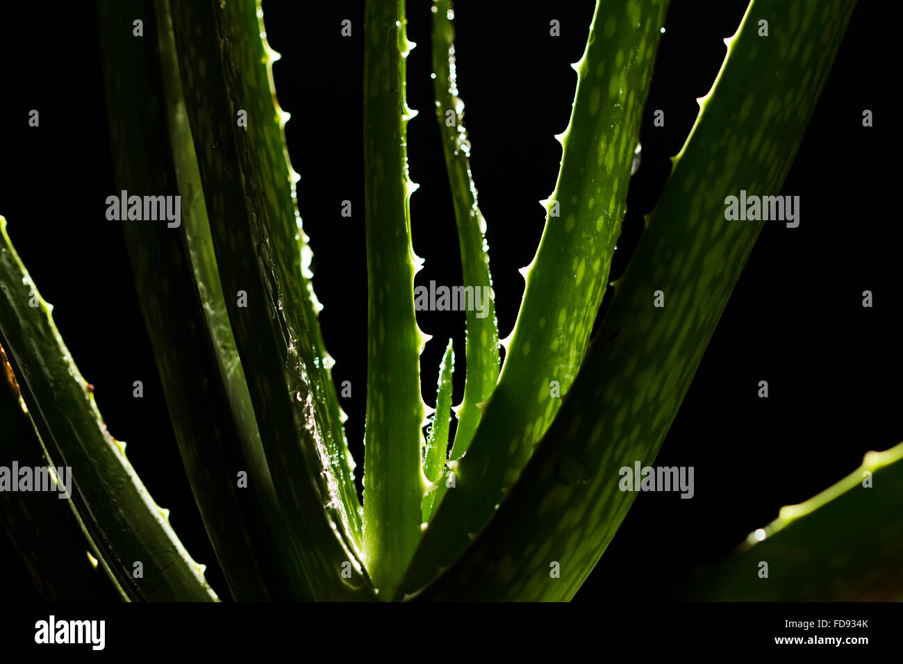 Herb Aloe vera Plant Nobody Stock Photo