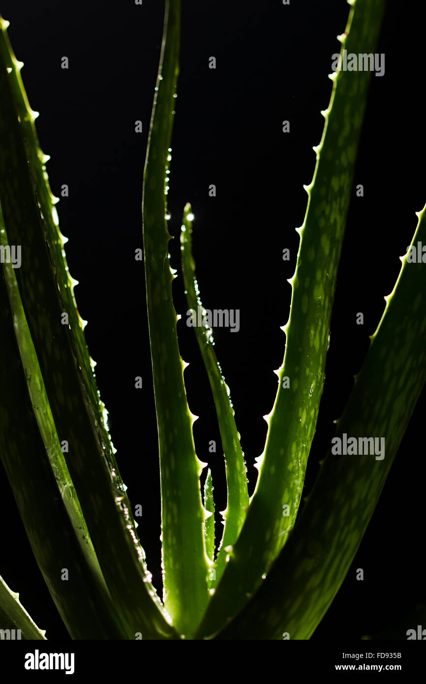 Herb Aloe vera Plant Nobody Stock Photo