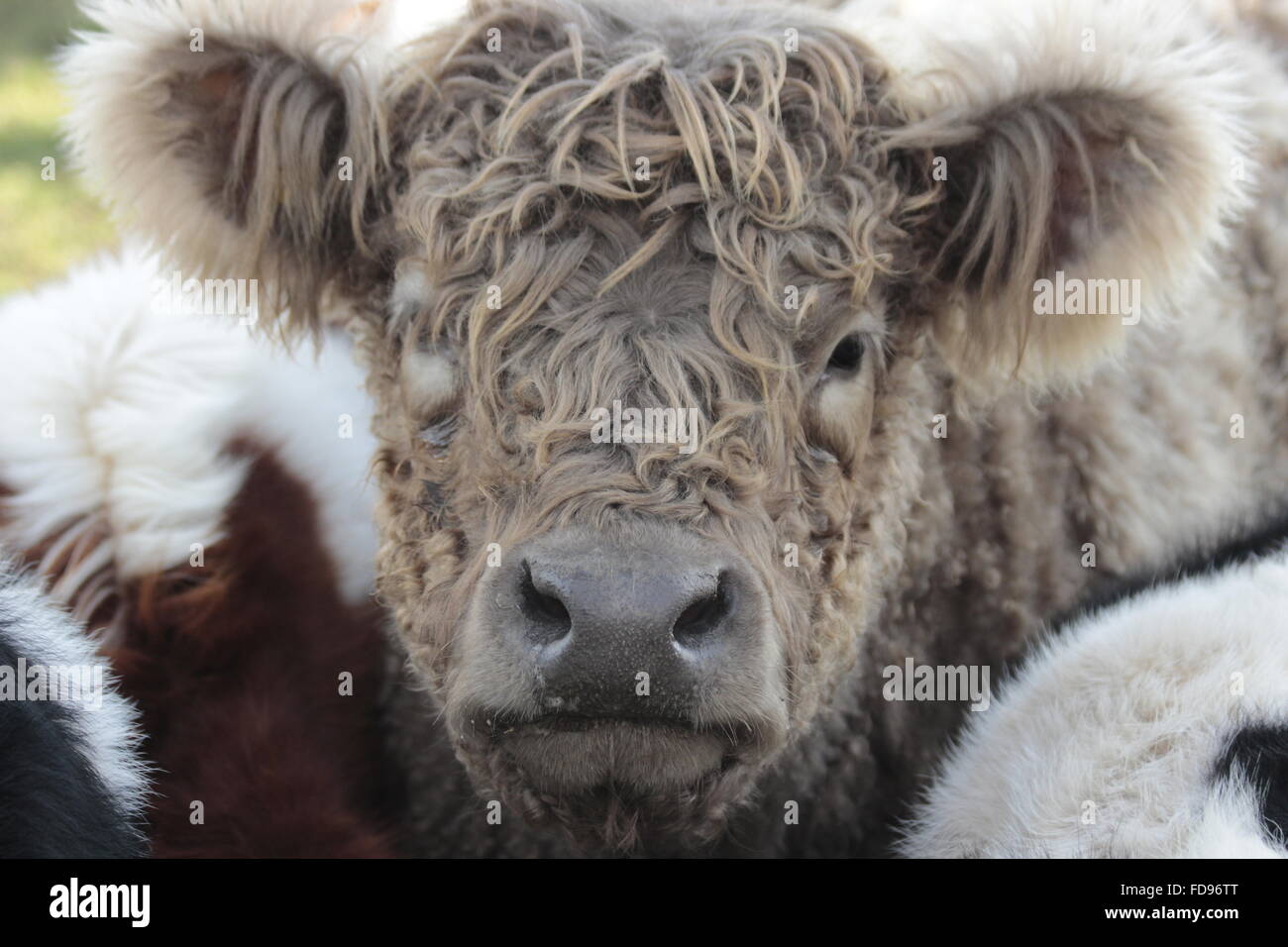 Highland cow close up hi-res stock photography and images - Alamy