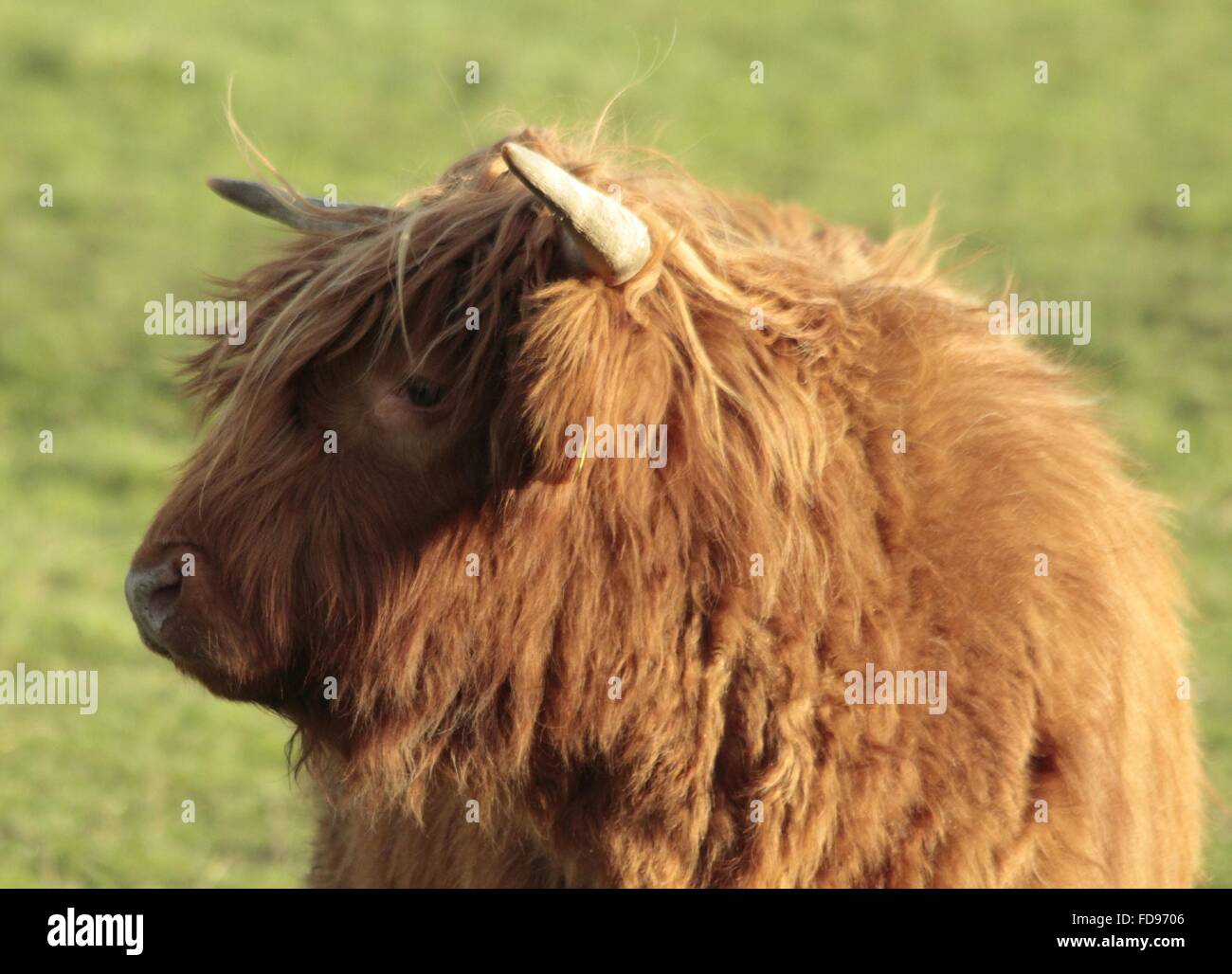 Highland Cow Standing High Resolution Stock Photography and Images - Alamy