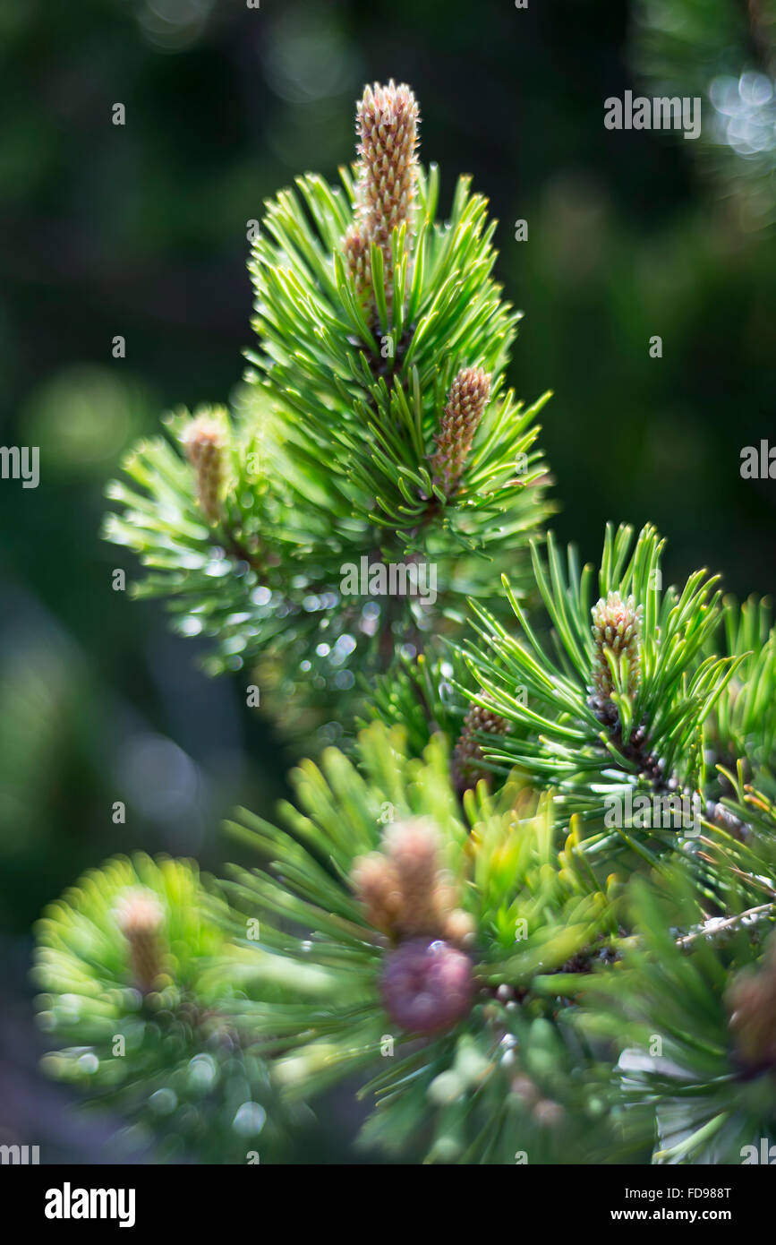 Macro shot of the blossom of a pinus mugo mountain pine in the Karwendel mountains in the European Alps, Austria Stock Photo