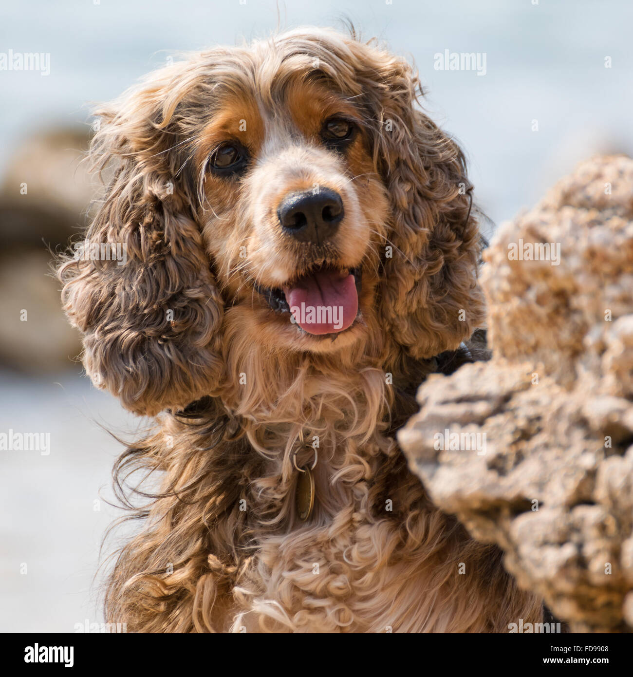 Brown little dog shows tongue behind a rock. Stock Photo