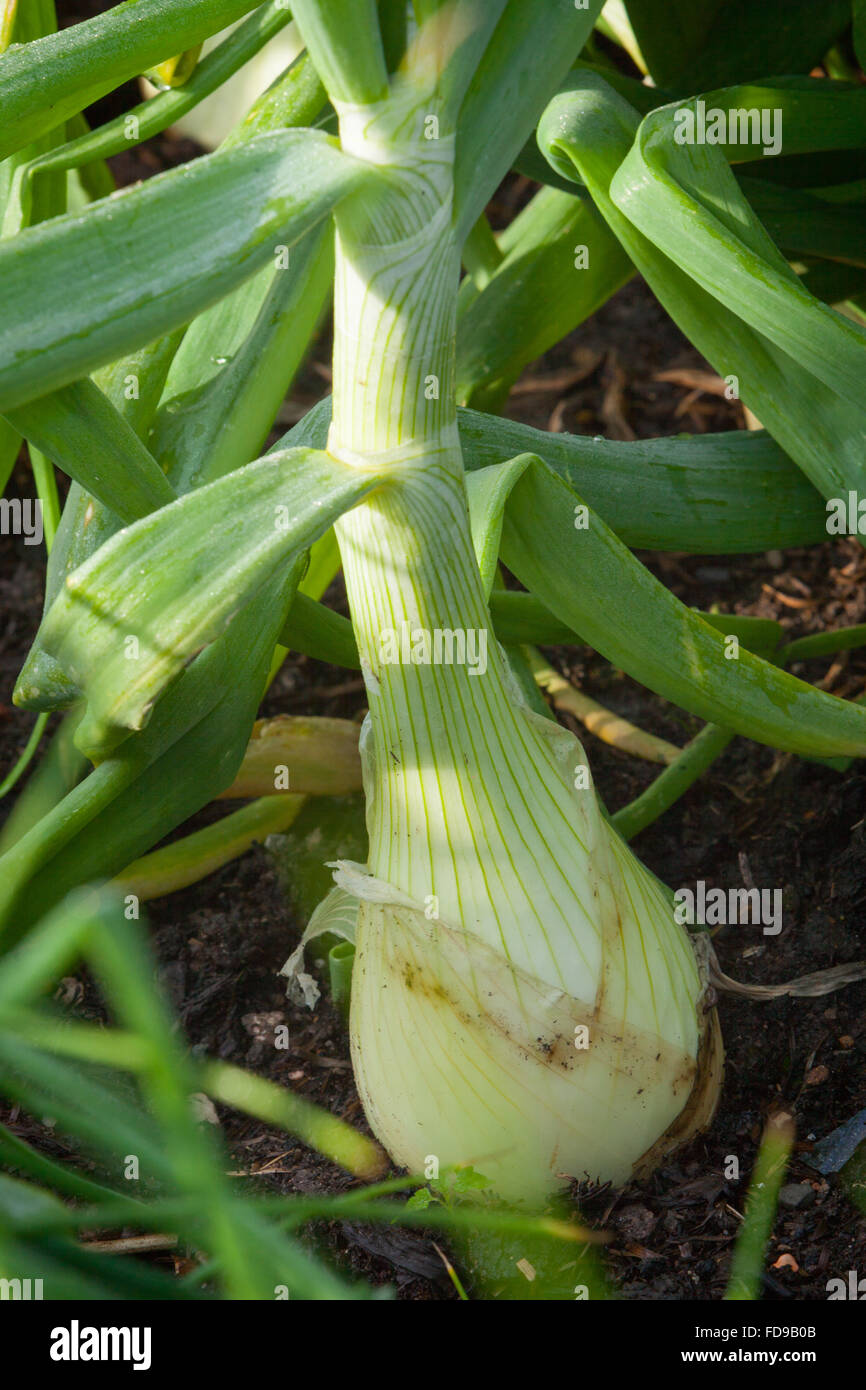 Onion 'kelsae'. The Kitchen Garden at Rudding Park, North Yorkshire, UK. Summer, July 2015. Stock Photo
