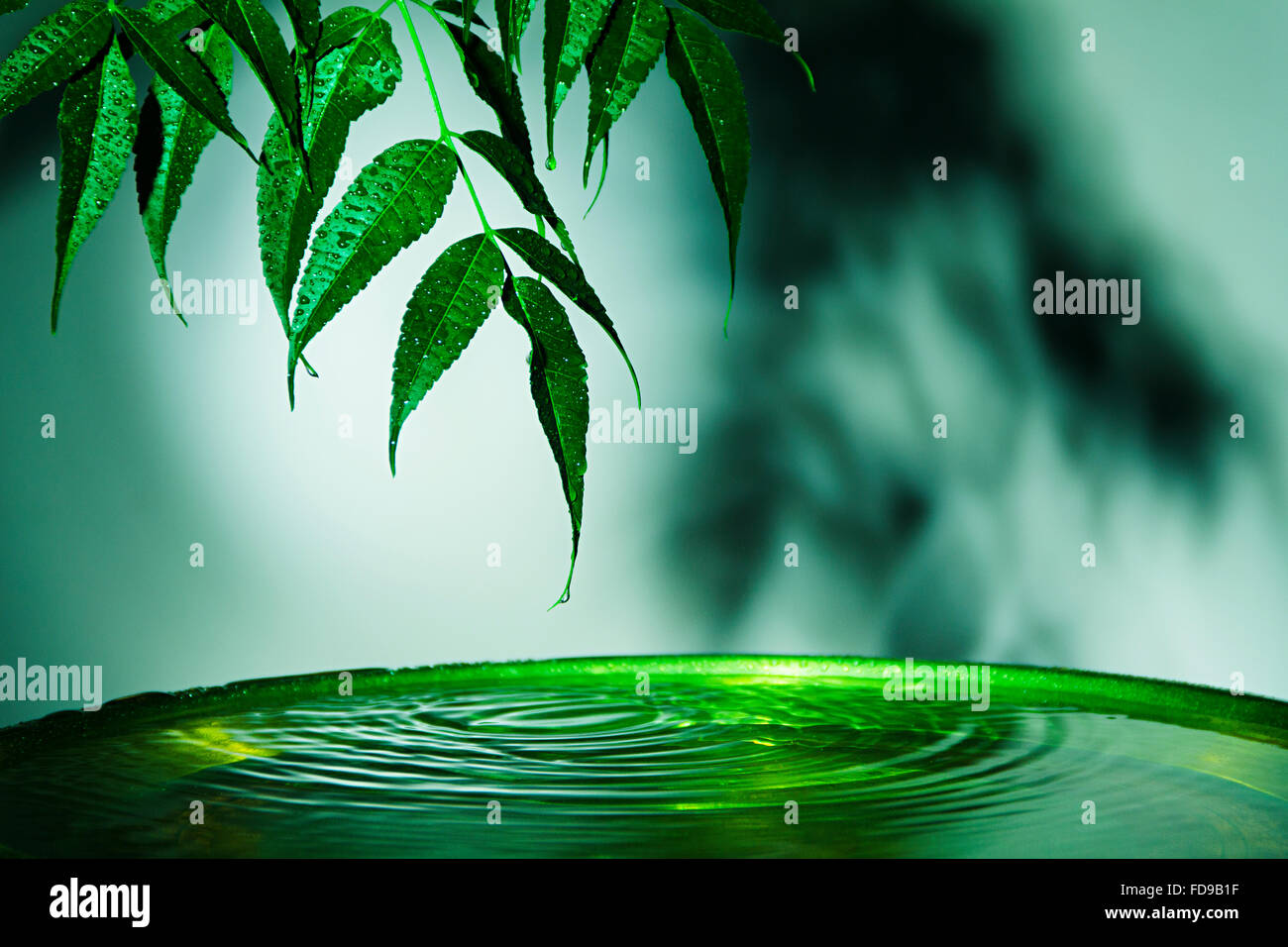 Greenery Leaf Drop Water Nobody Stock Photo