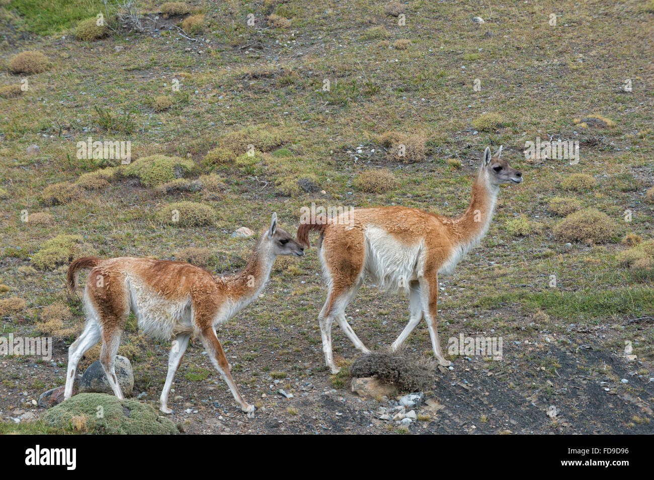 Guanacos (Lama guanicoe), Torres del Paine National Park, Chilean Patagonia, Chile Stock Photo