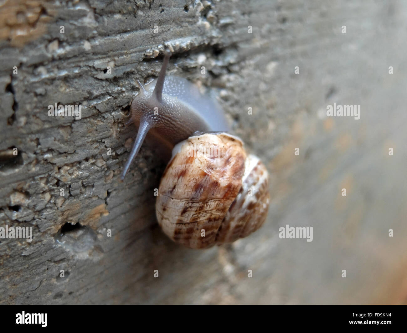 Hvar, Croatia, Snail on a wall Stock Photo