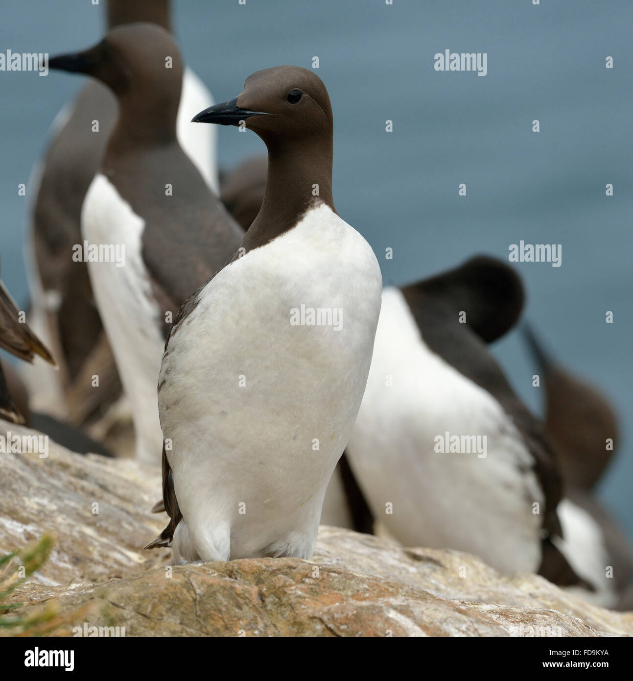 Guillemots or Common Murre - Uria aalge On cliff top Stock Photo