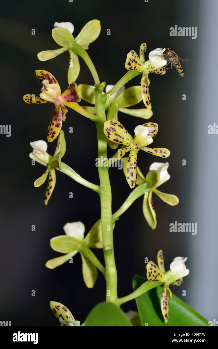 Thick Lipped Anacheilium Orchid - Prosthechea vespa from South America with Marmalade Hoverfly - Episyrphus balteatus Stock Photo