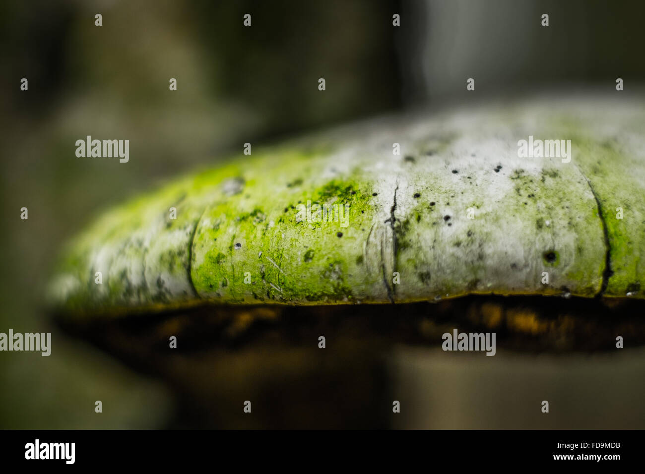 Bracken Fungus High Resolution Stock Photography and Images - Alamy