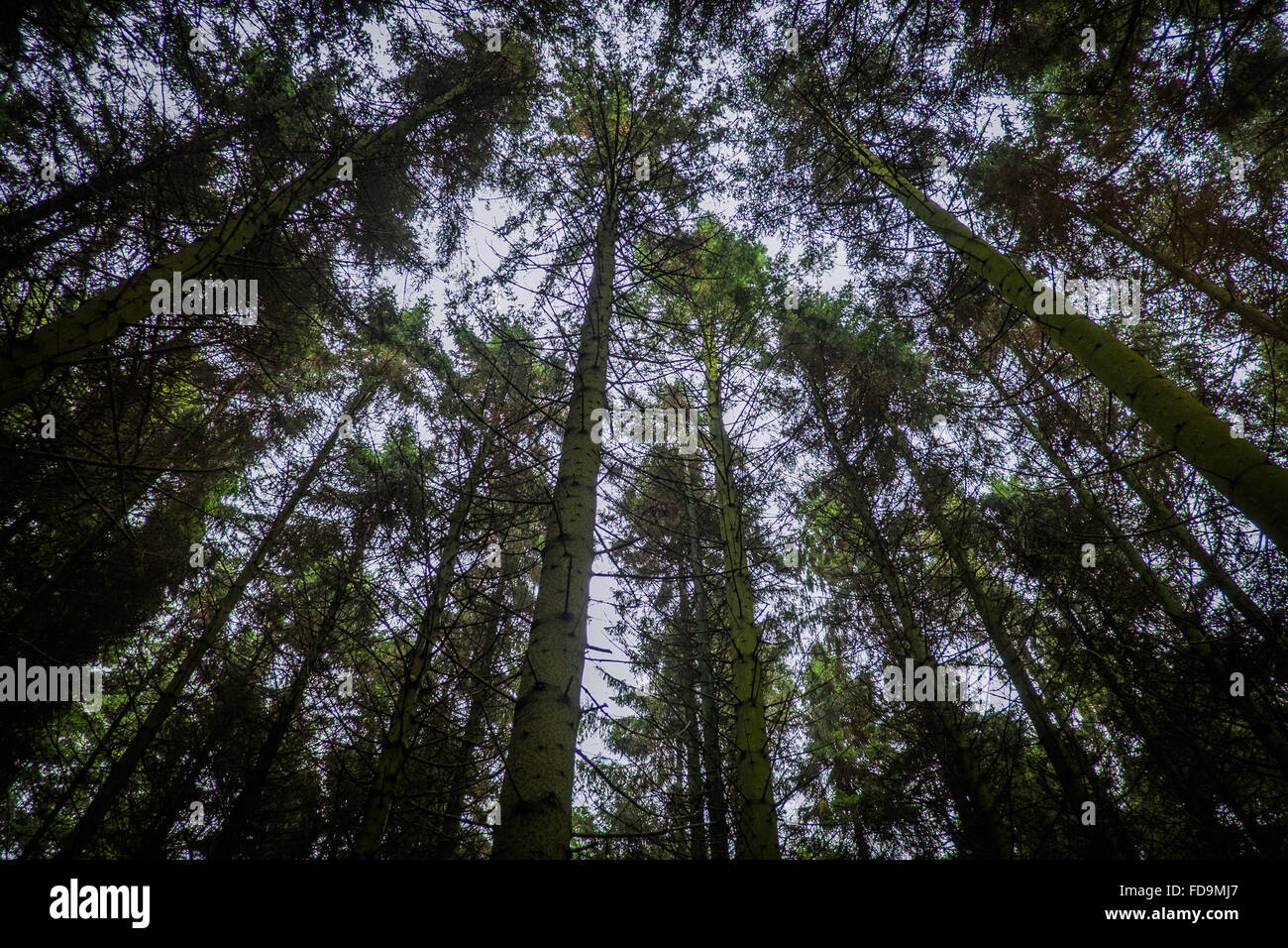 Spruce trees in ancient hi-res stock photography and images - Alamy