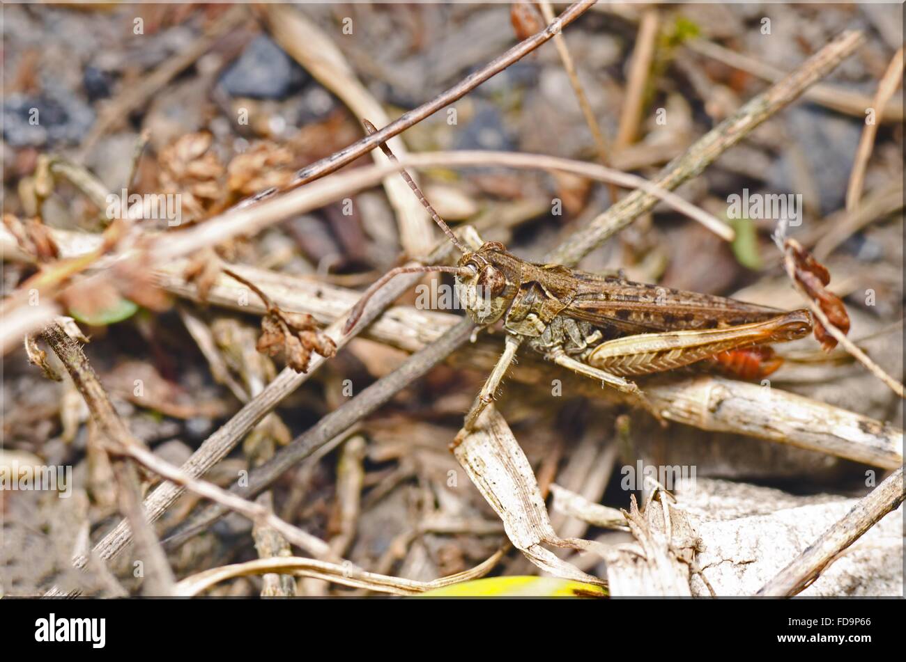 Grasshopper On Dry Plant Stock Photo