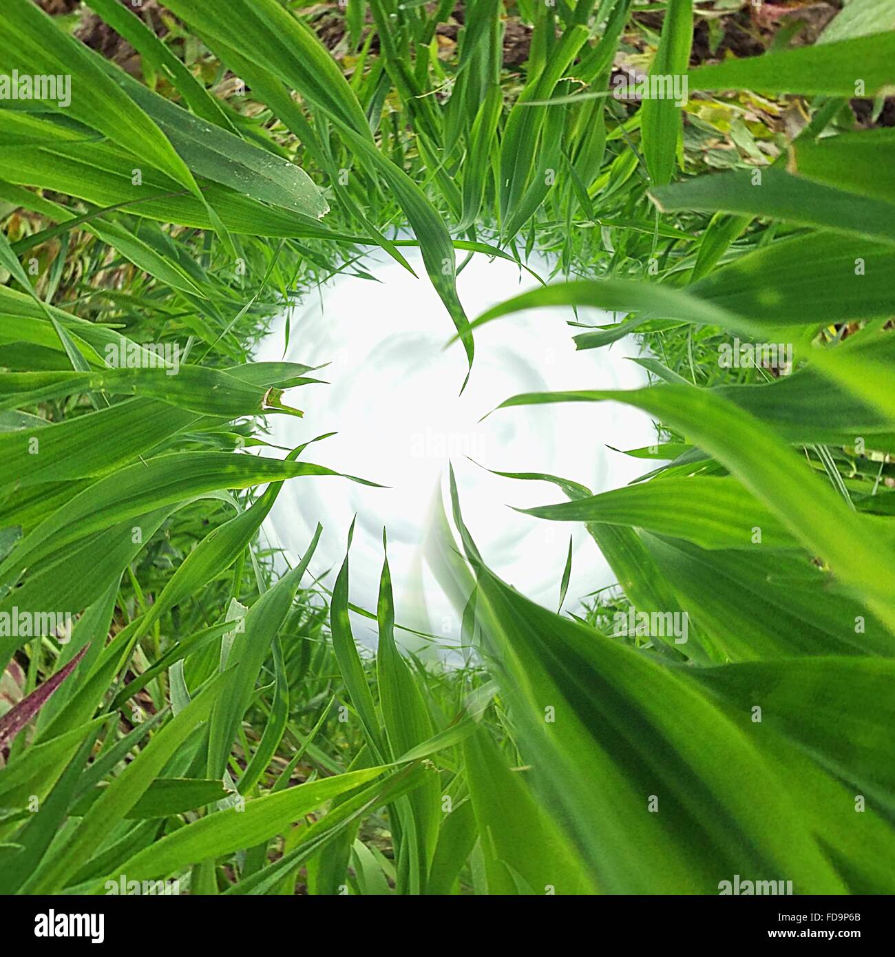 Digitally Altered Image Of Grass Stock Photo