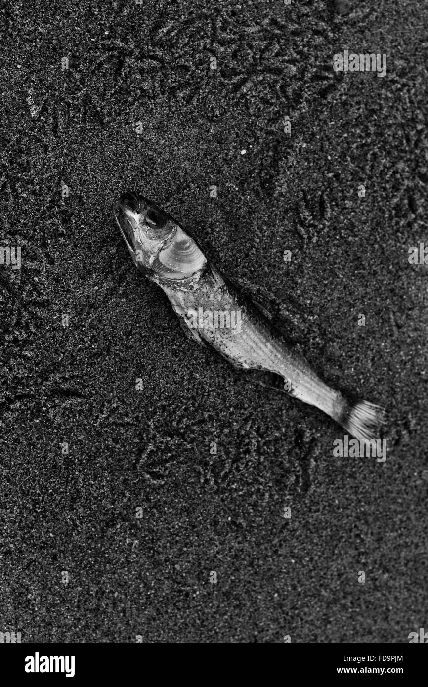 dead fish in the sand Stock Photo Alamy