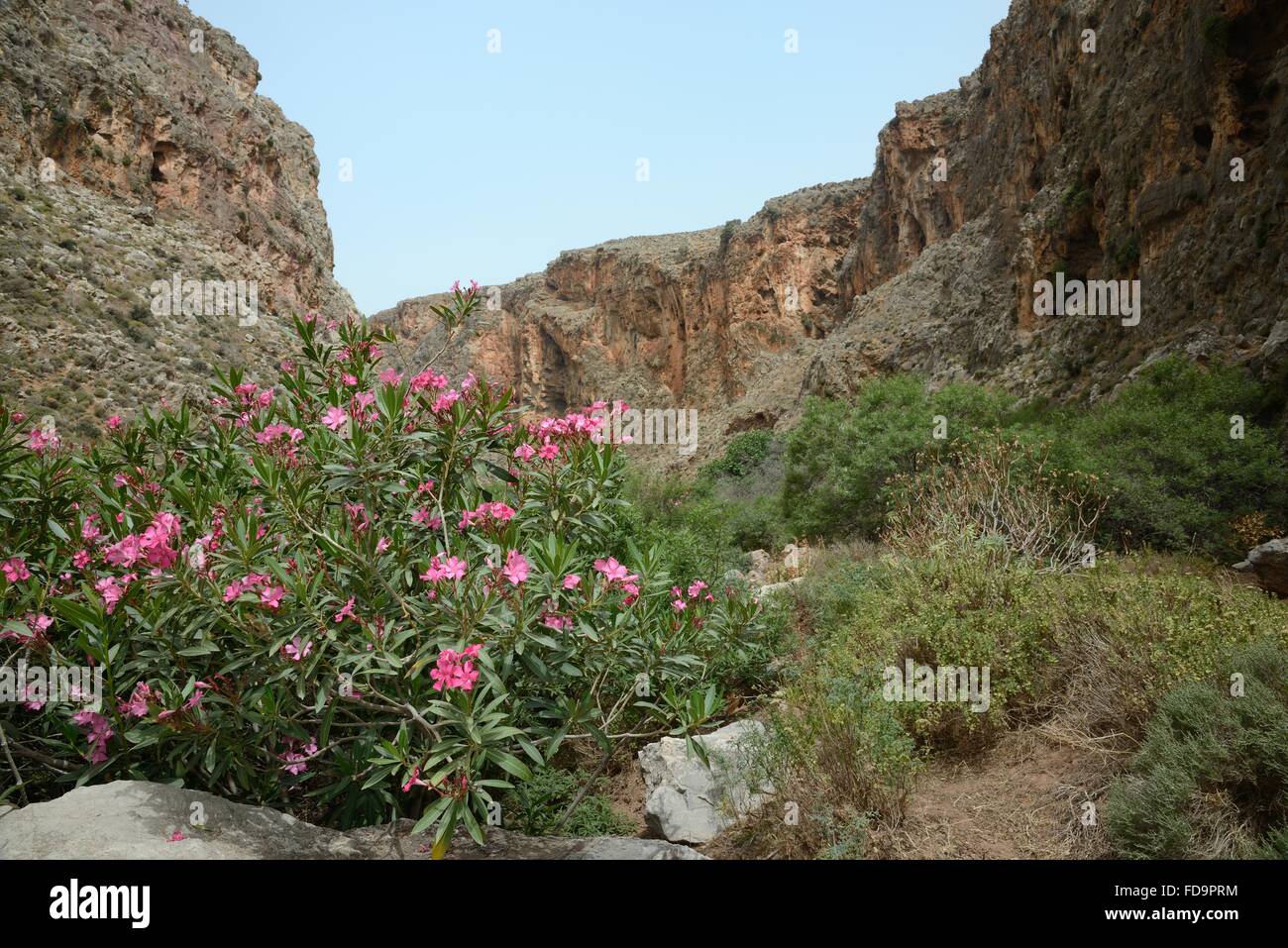 Oleander bushes (Nereum oleander) flowering in Zakros gorge, Sitia Nature Park, Lasithi, Crete, Greece. Stock Photo