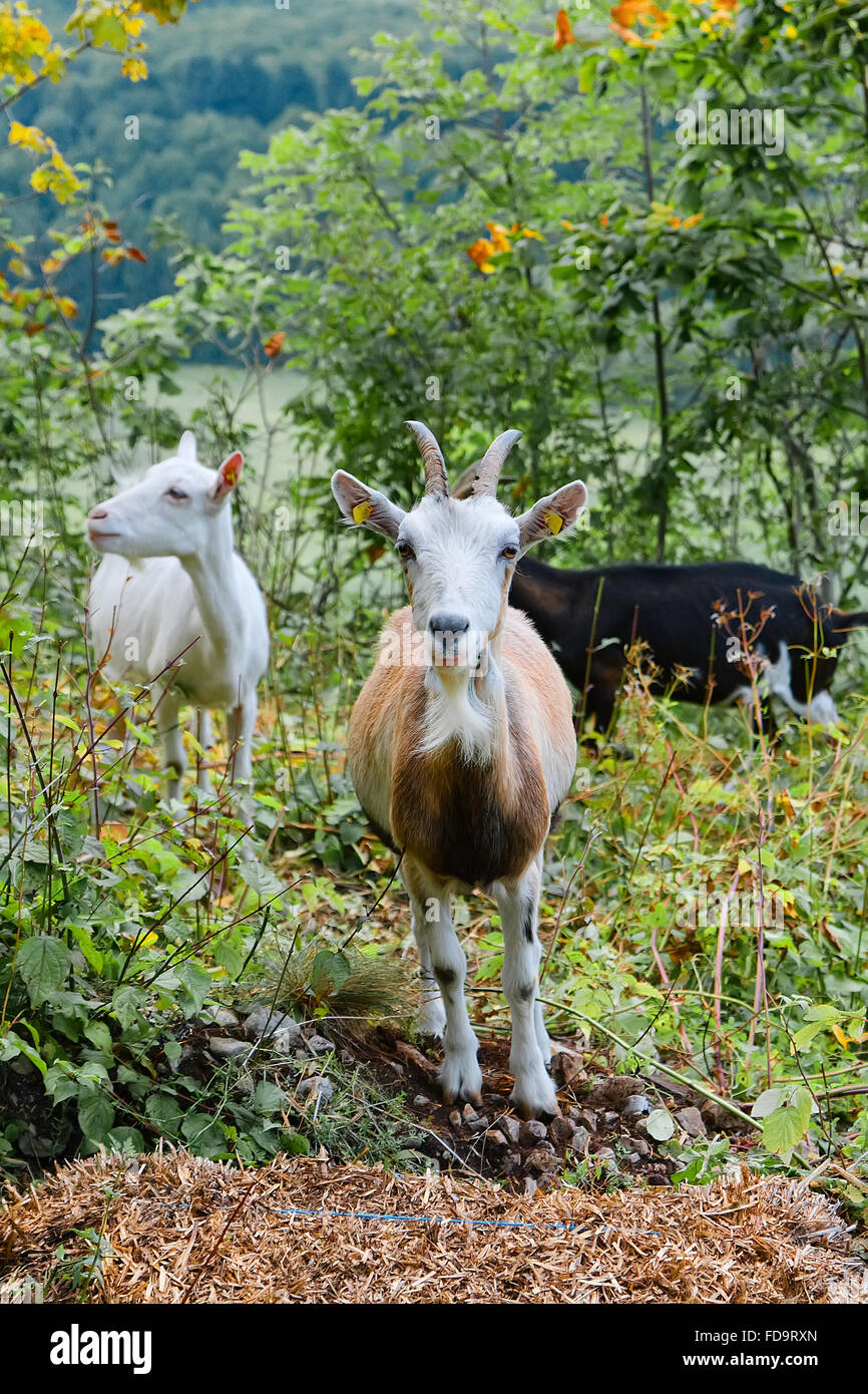 Three different colored goats eat greens in the bushes Stock Photo