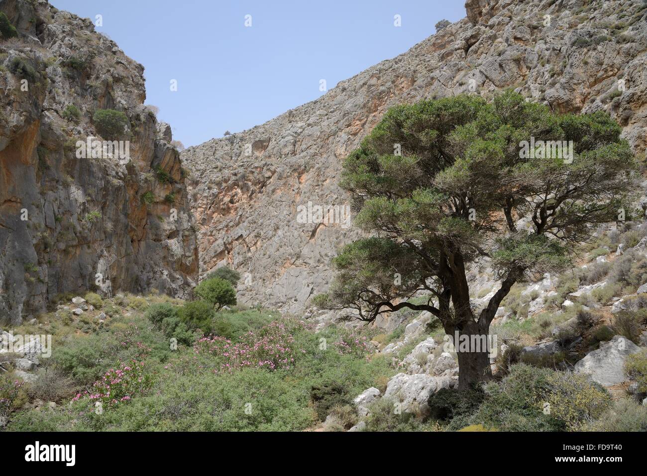 Ancient Olive tree  (Olea europaea) and flowering Oleander bushes (Nereum oleander) in Hohlakies / Chochlakies gorge, Crete. Stock Photo