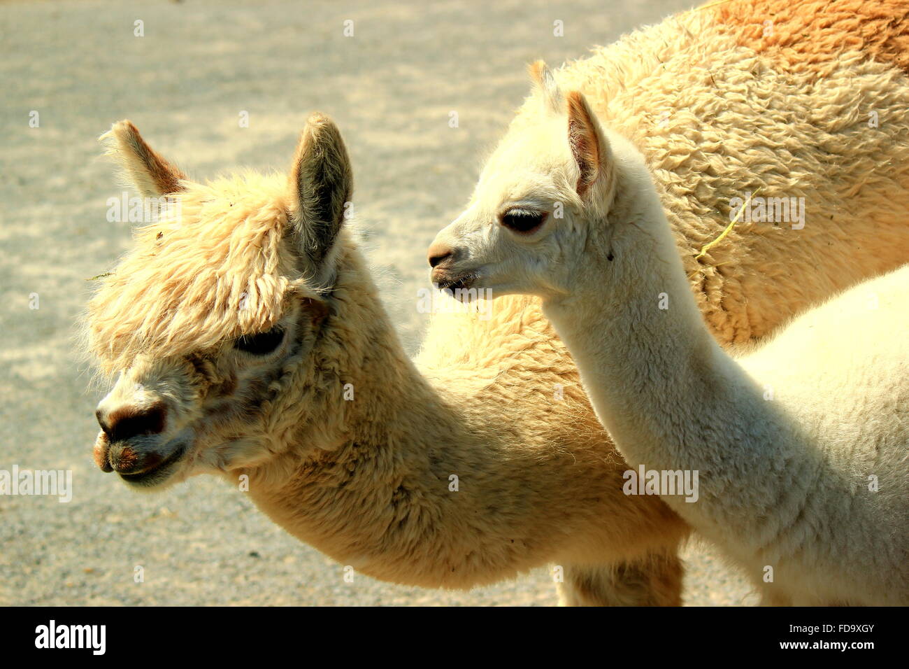 Portrait Of Two Lamas Stock Photo