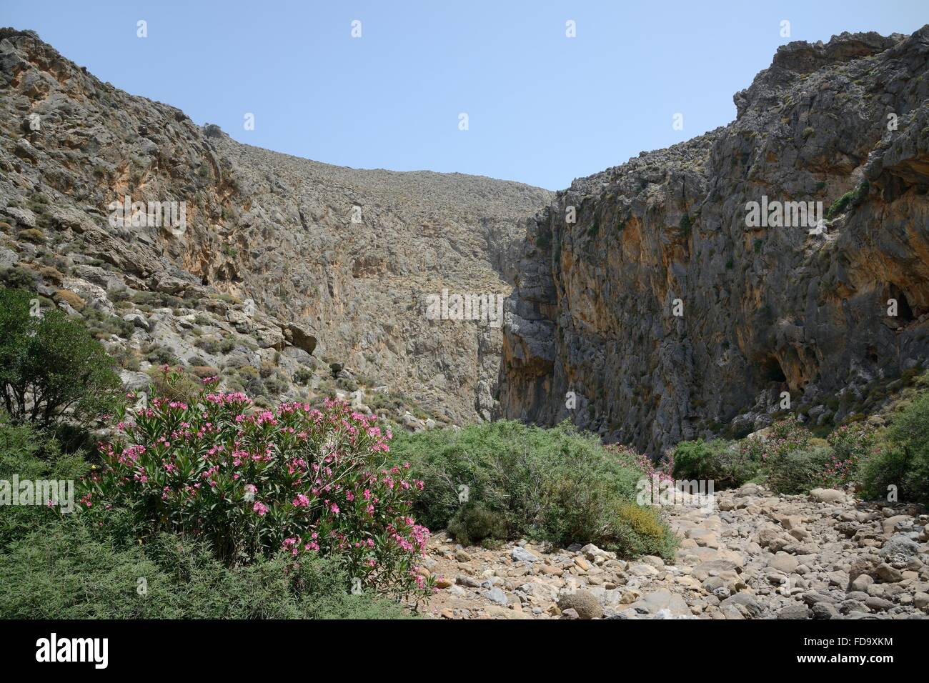 Oleander bushes (Nereum oleander) flowering in Hohlakies / Chochlakies gorge, Lasithi, eastern Crete, Greece. Stock Photo