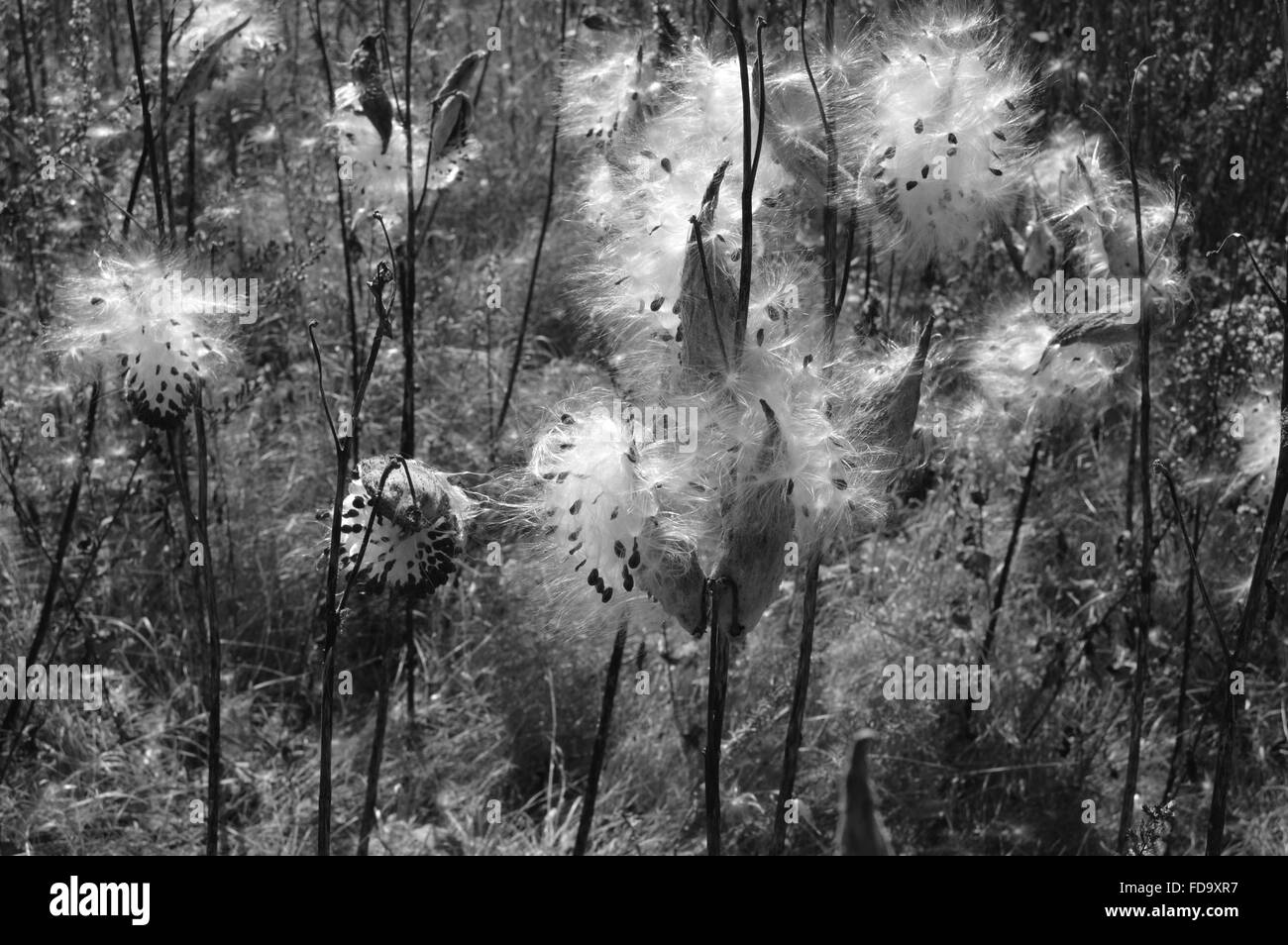 Wildflowers Wildflower Black and White Stock Photos & Images - Alamy