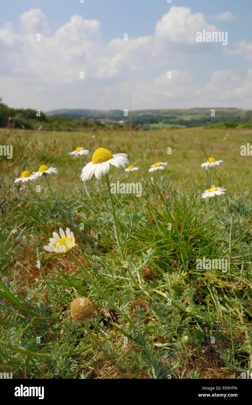 English Chamomile High Resolution Stock Photography and Images - Alamy