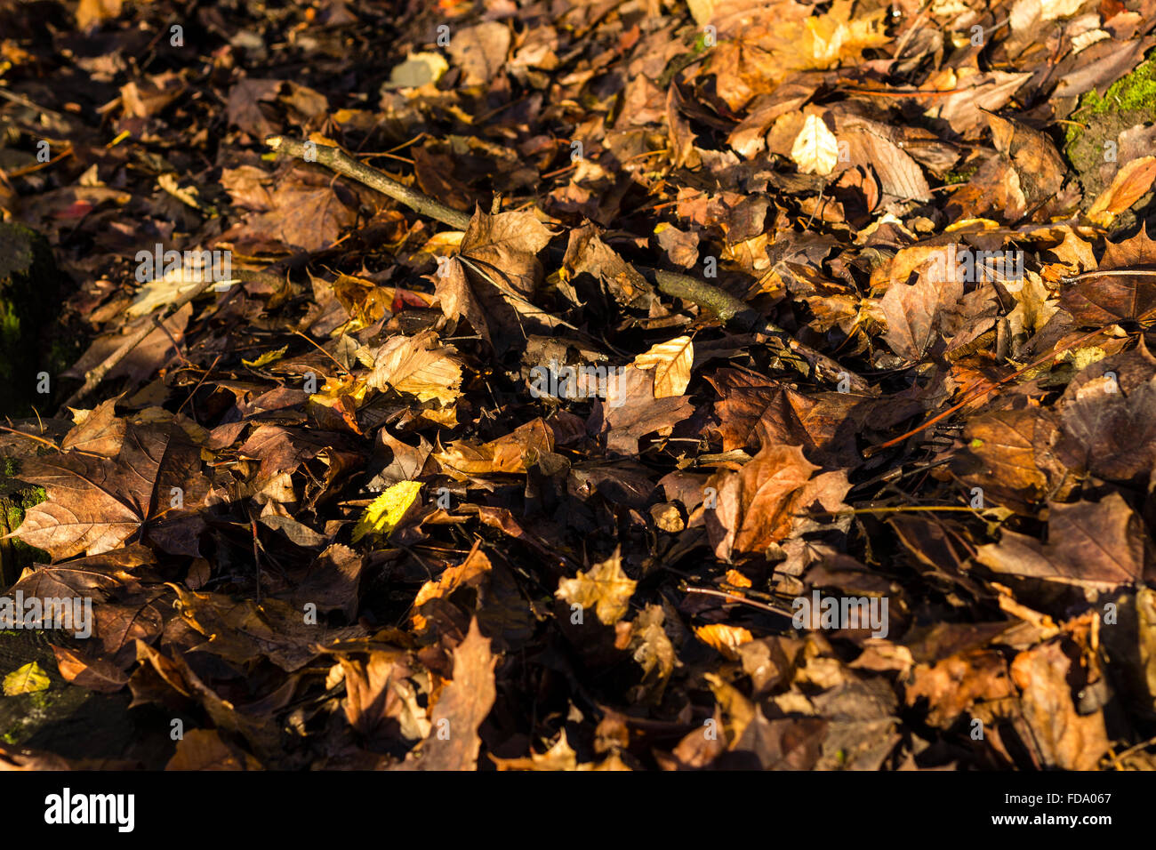 Compost autumn leaves hi-res stock photography and images - Alamy