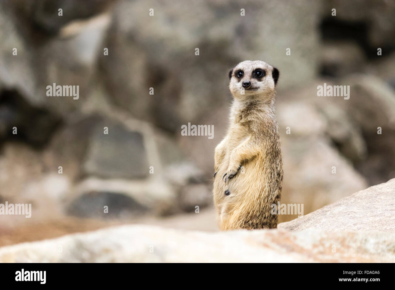 Meerkat landscape Stock Photo