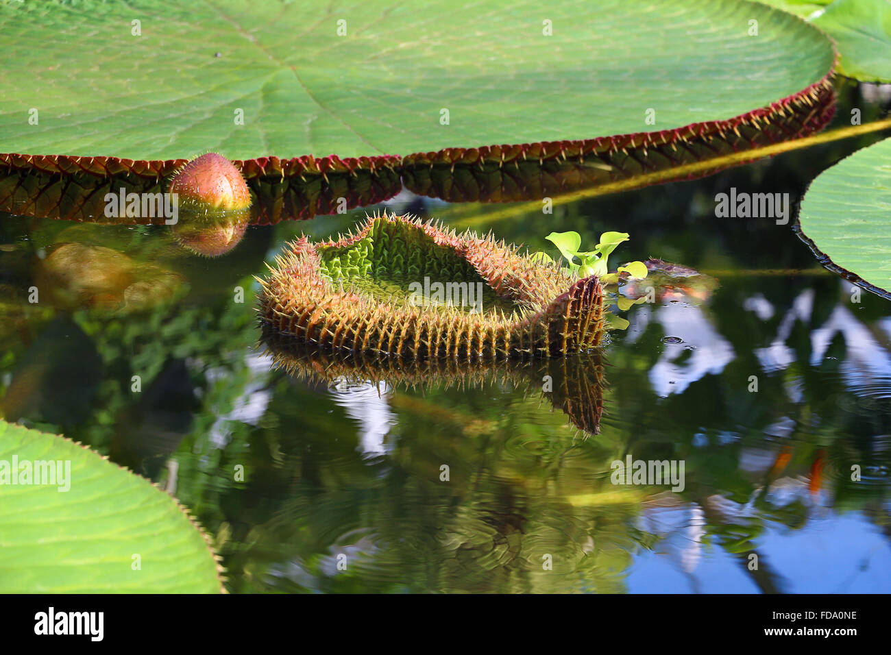 Flower of the Victoria Amazonica, or Victoria Regia Stock Photo