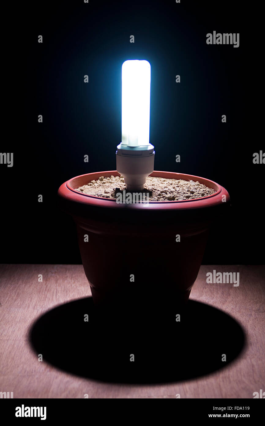 Pot plant Bulb CFL Light Nobody Stock Photo Alamy