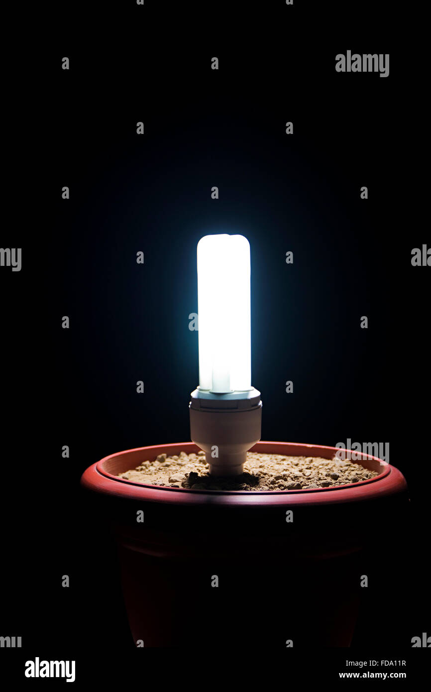 Pot plant Bulb CFL Light Nobody Stock Photo Alamy