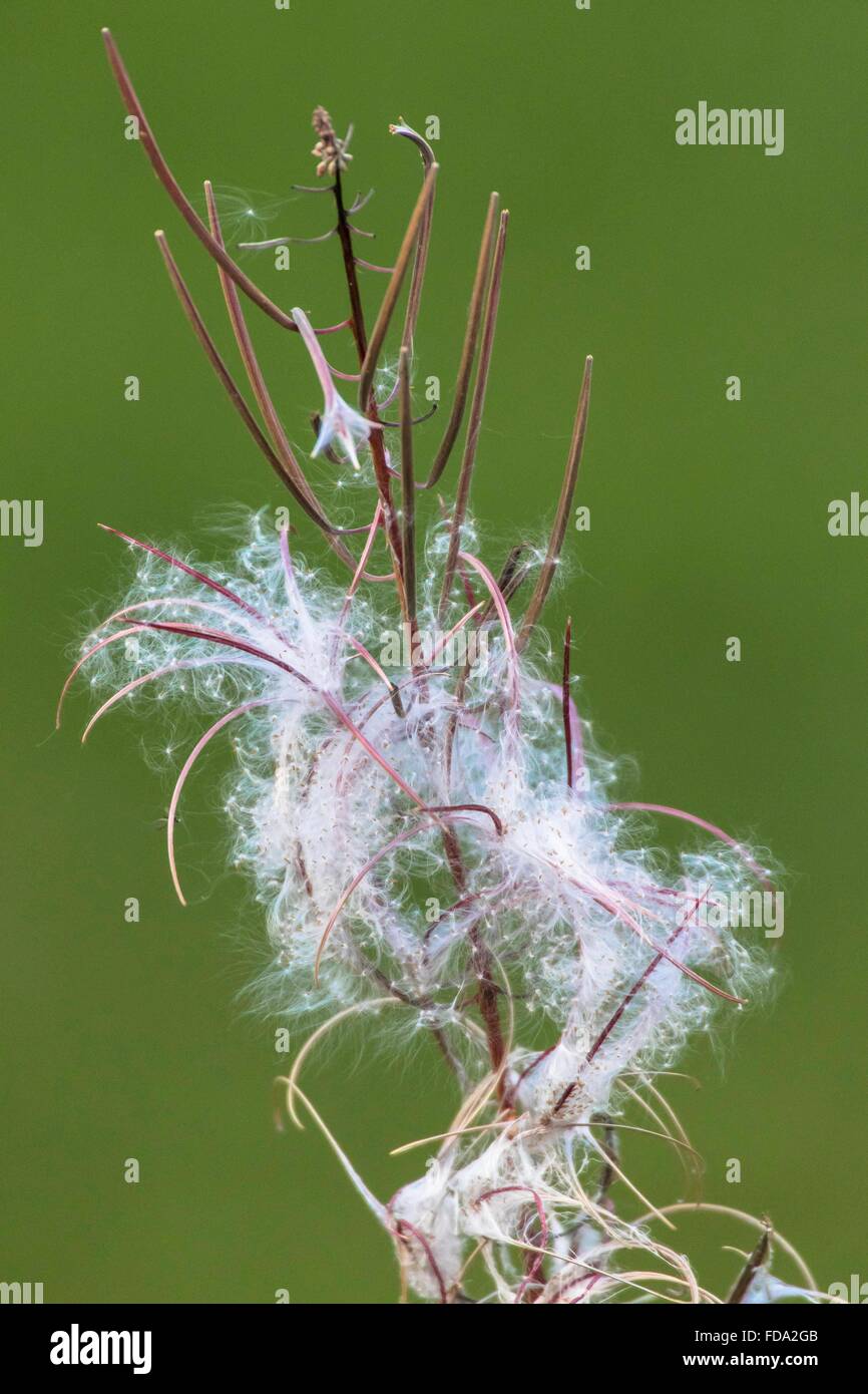 withered Fireweed, Epilobium sp., september 2015 Stock Photo
