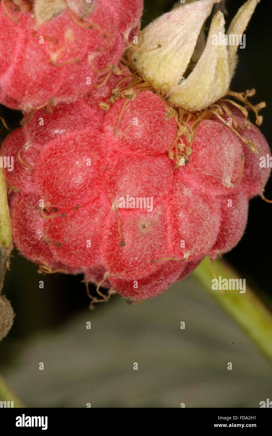 Ripe wild raspberry fruit. The raspberry (Rubus idaeus) is a shrub. The ...
