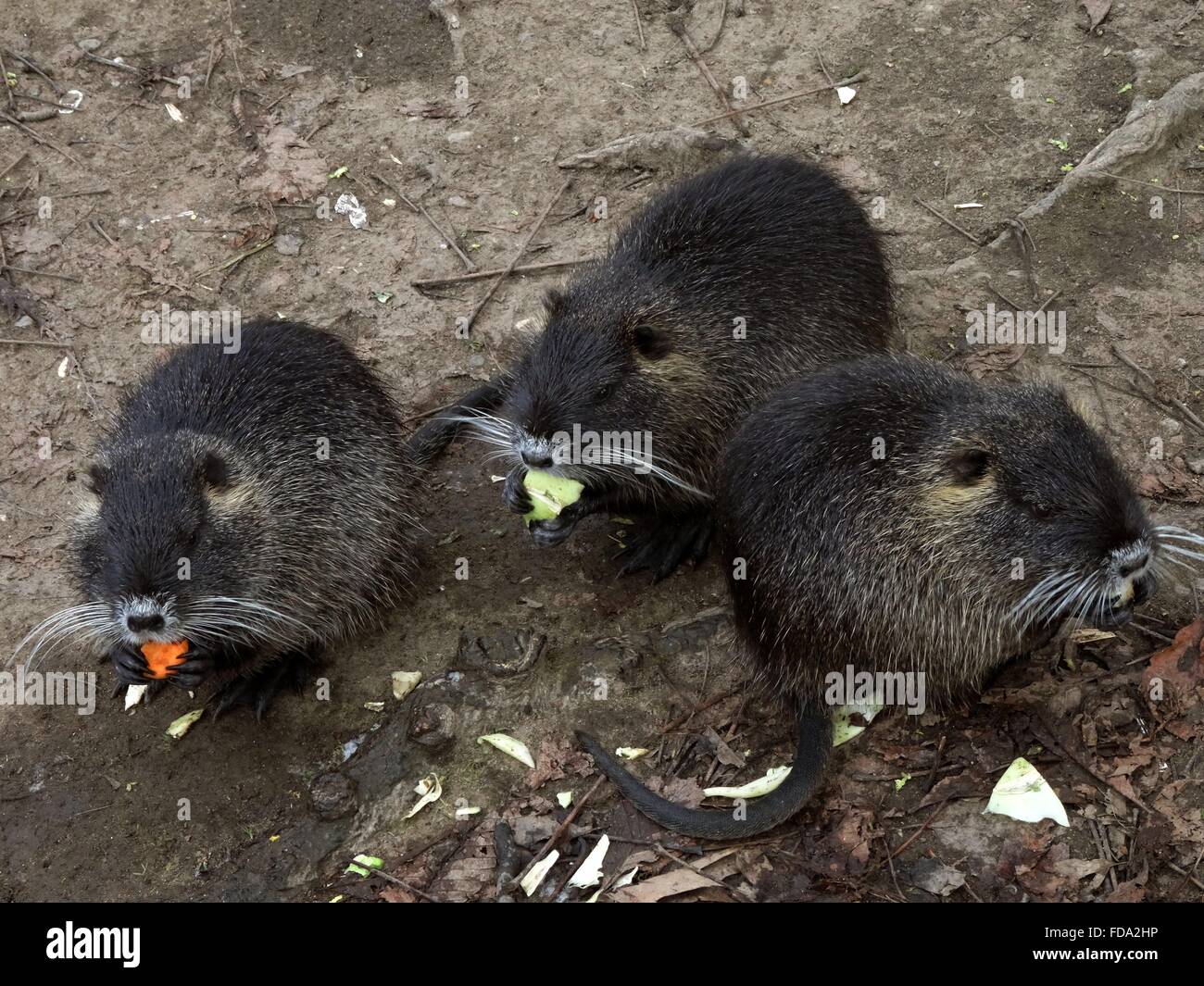 The Beaver Rats Triplets are feasting Photo 20.1.2016 lat. Myocastor coypus Stock Photo