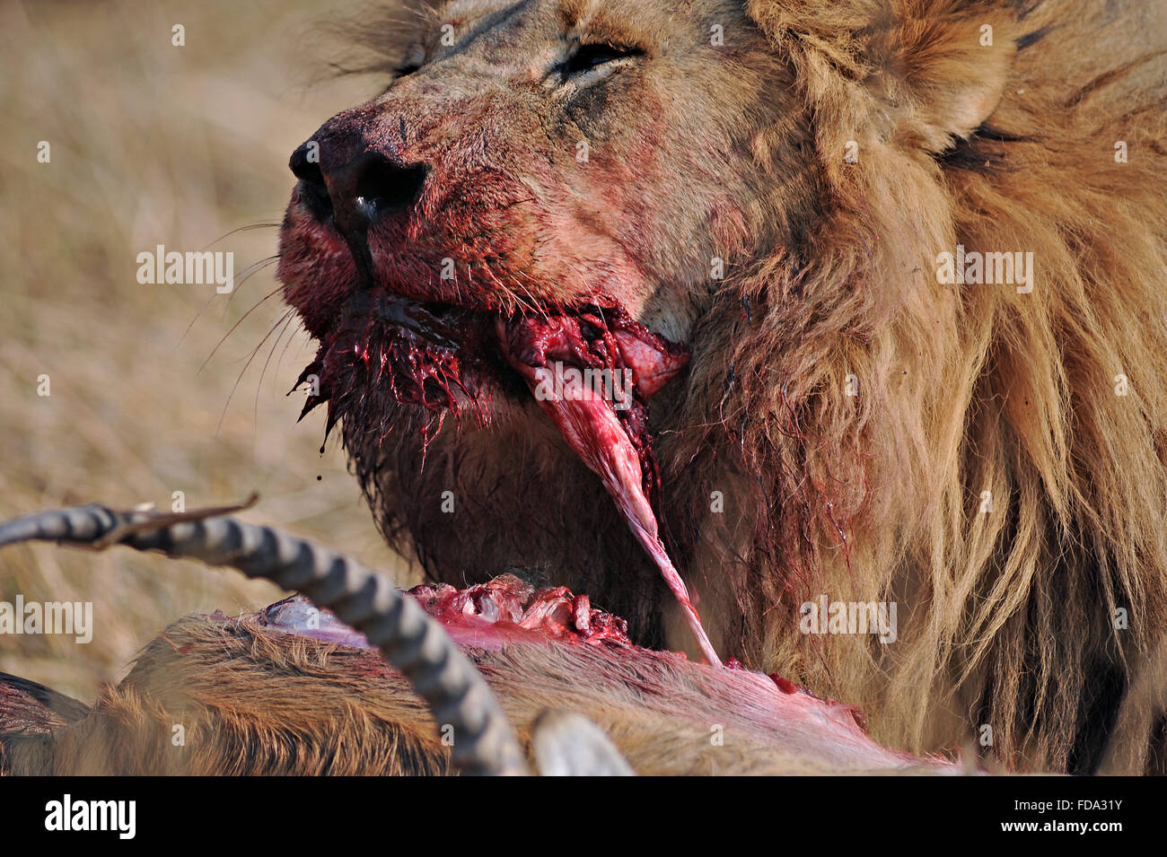Portrait of a male lion (panthera leo) with fresh red lechwe kill in Moremi National Park (Khwai area), Botswana Stock Photo