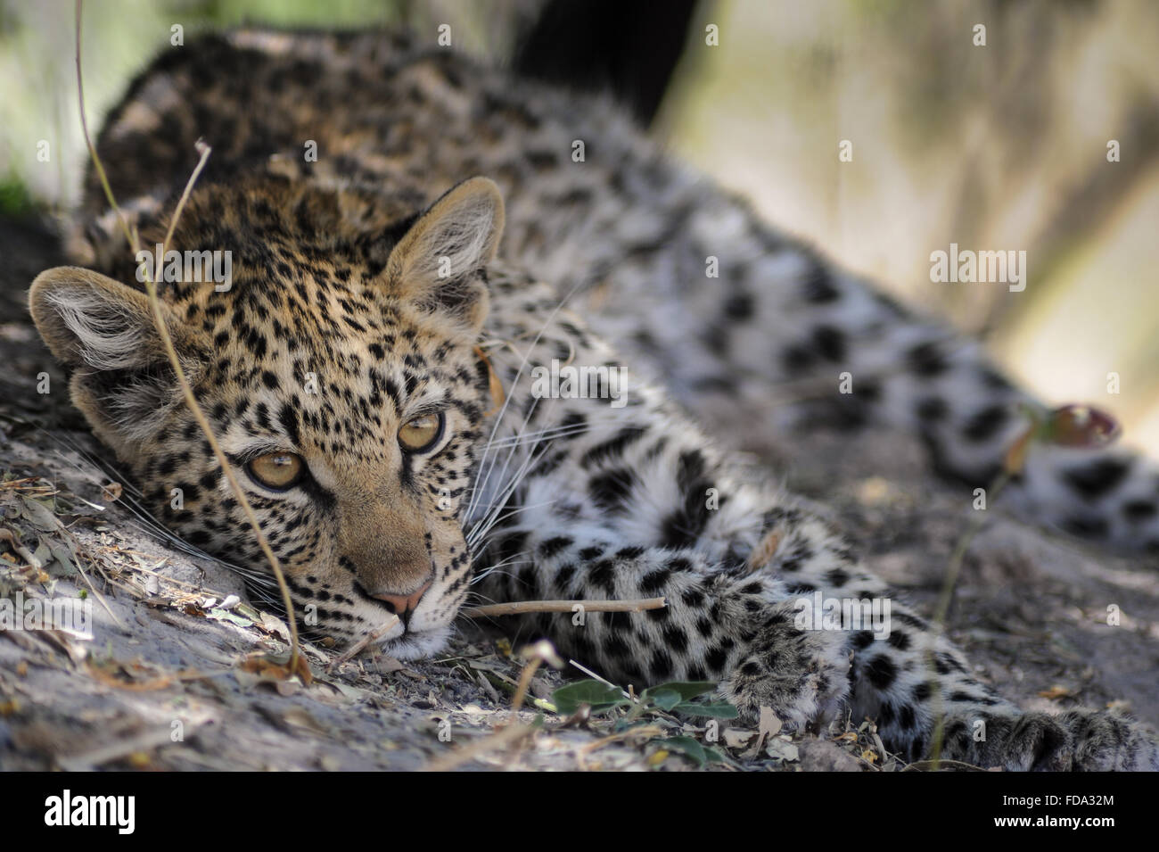 Leopard cub (panthera pardus) resting on foot of termite hill after good meal in Moremi NP (Khwai), Botswana Stock Photo