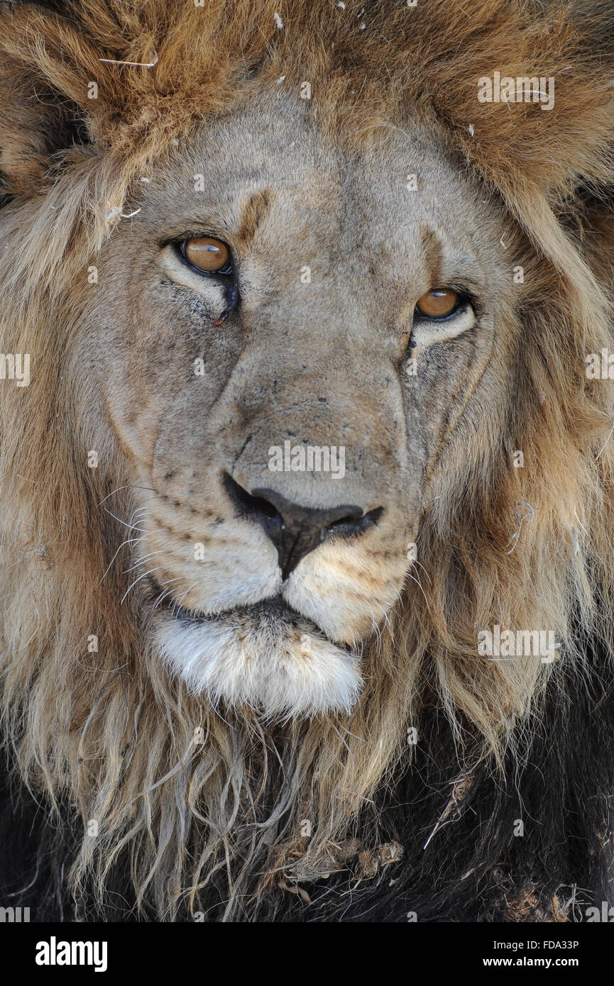 Male lion full view hi-res stock photography and images - Alamy