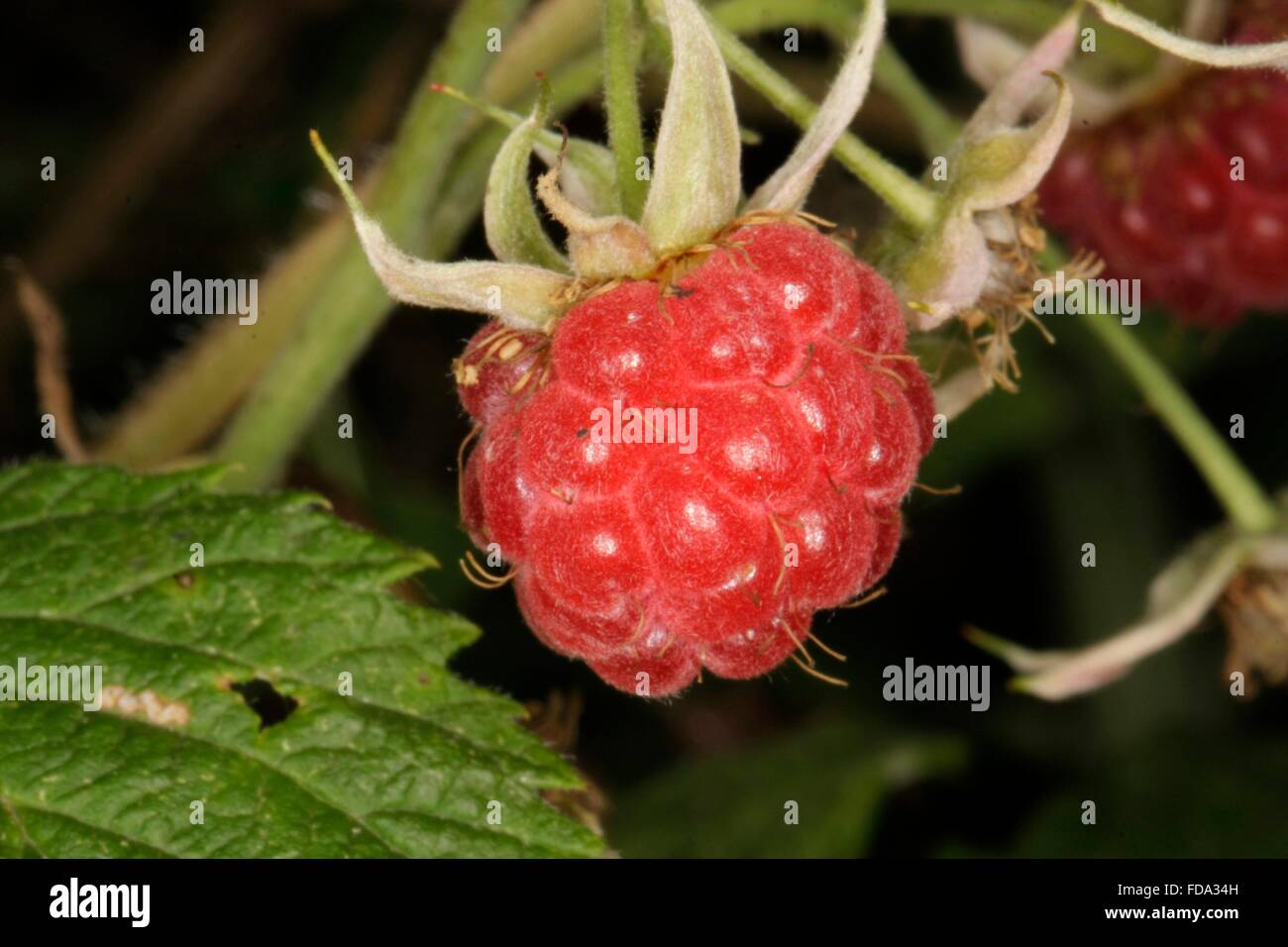 Ripe wild raspberry fruit. The raspberry (Rubus idaeus) is a shrub. The ...