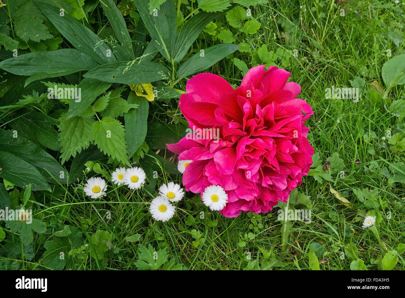 Red peony flowers growing in garden with green grass and white daisies, Sweden in June. Stock Photo