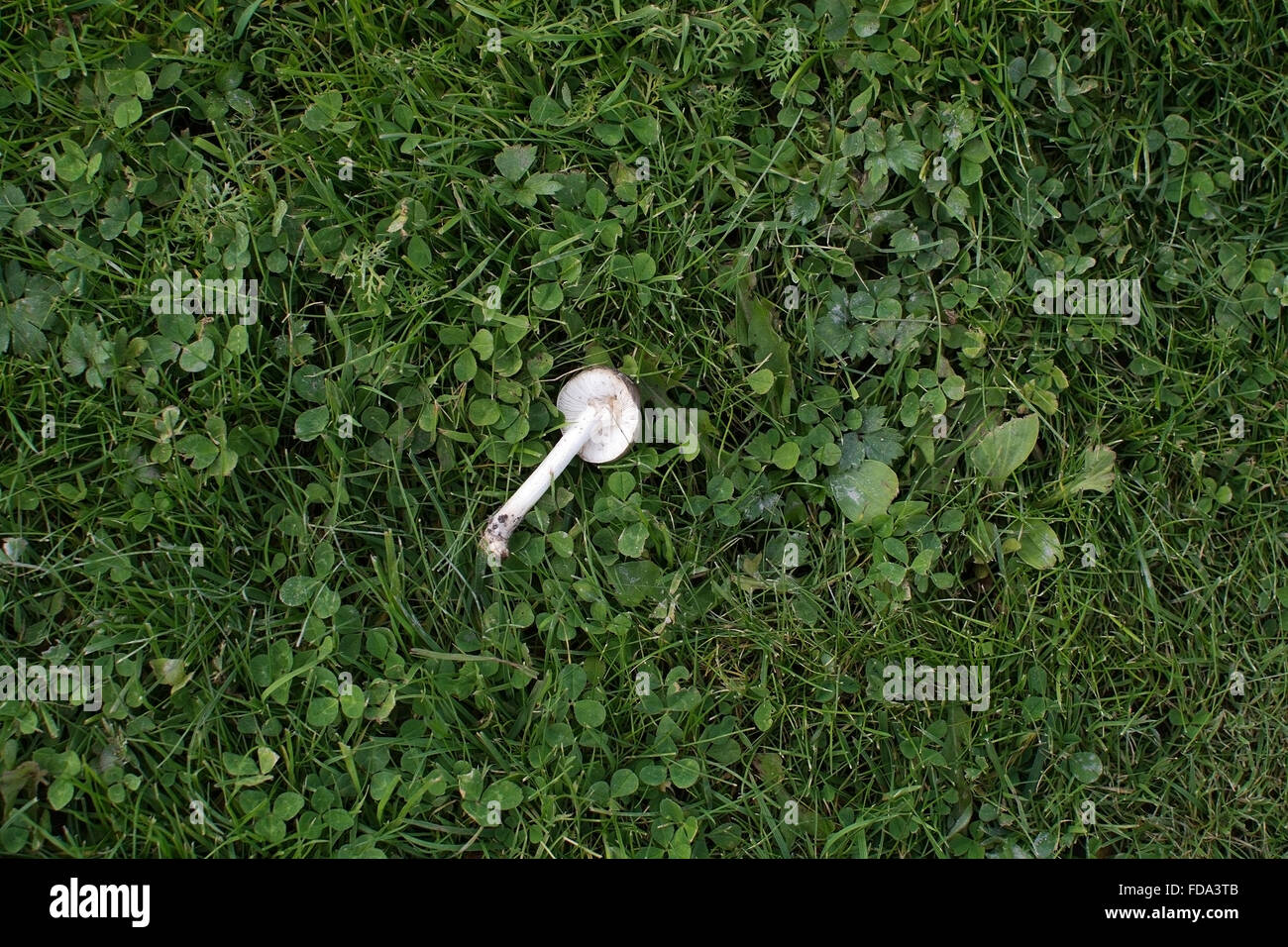 White mushroom in green grass with clover in Sweden in October. Stock Photo