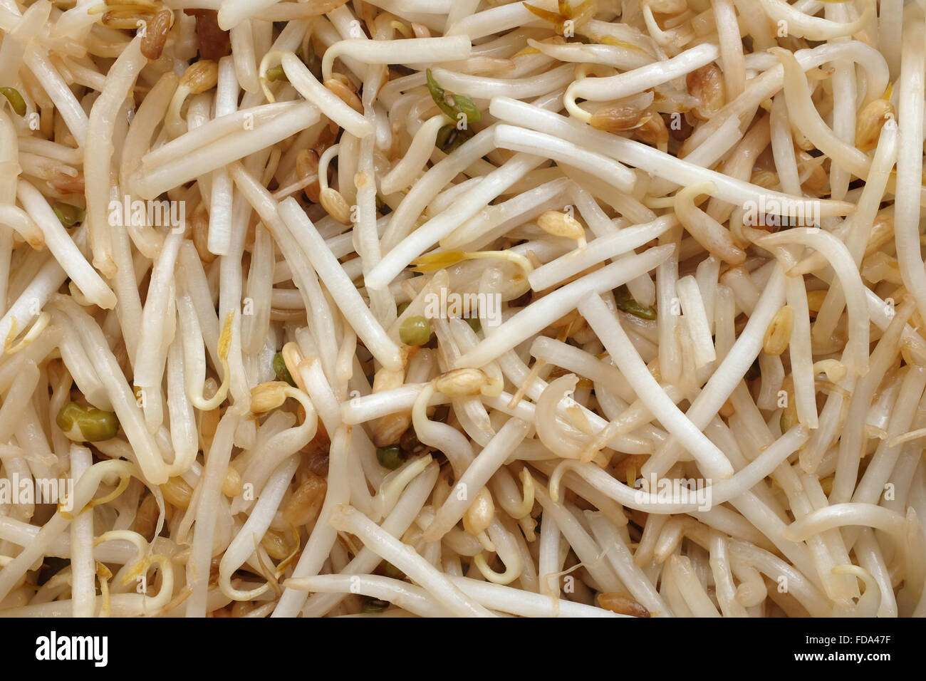 Raw bean sprouts as an abstract background texture Stock Photo