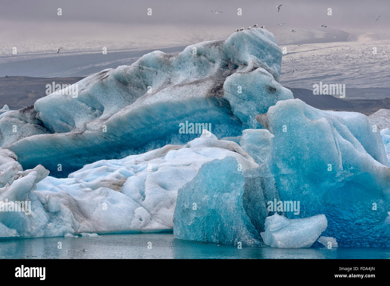 Drifting blue icebergs in the Jökulsárlón glacier lagoon with black-backed gulls (Larus marinus) Stock Photo