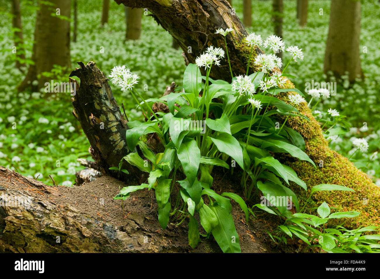 Wild garlic (Allium ursinum), flowering on the roots of a dead tree, Hainich National Park, Thuringia, Germany Stock Photo