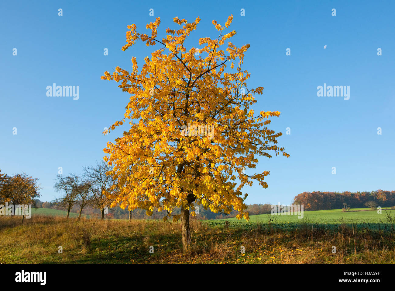 Wild cherry (Prunus avium), orchard in autumn, Thuringia, Germany Stock Photo