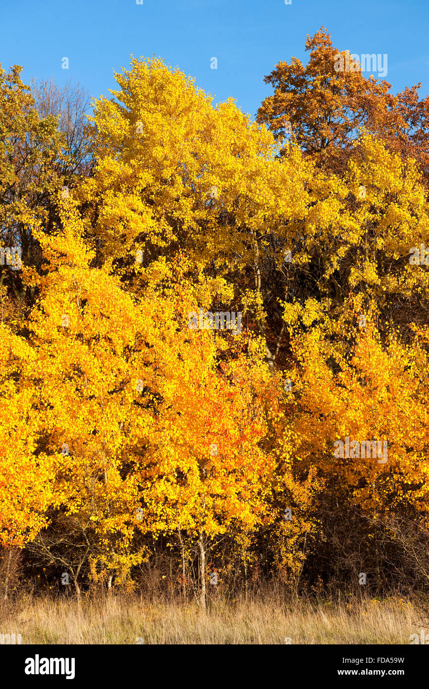Forest in autumn with yellow aspens (Populus tremula), Hainich National Park, Thuringia, Germany Stock Photo