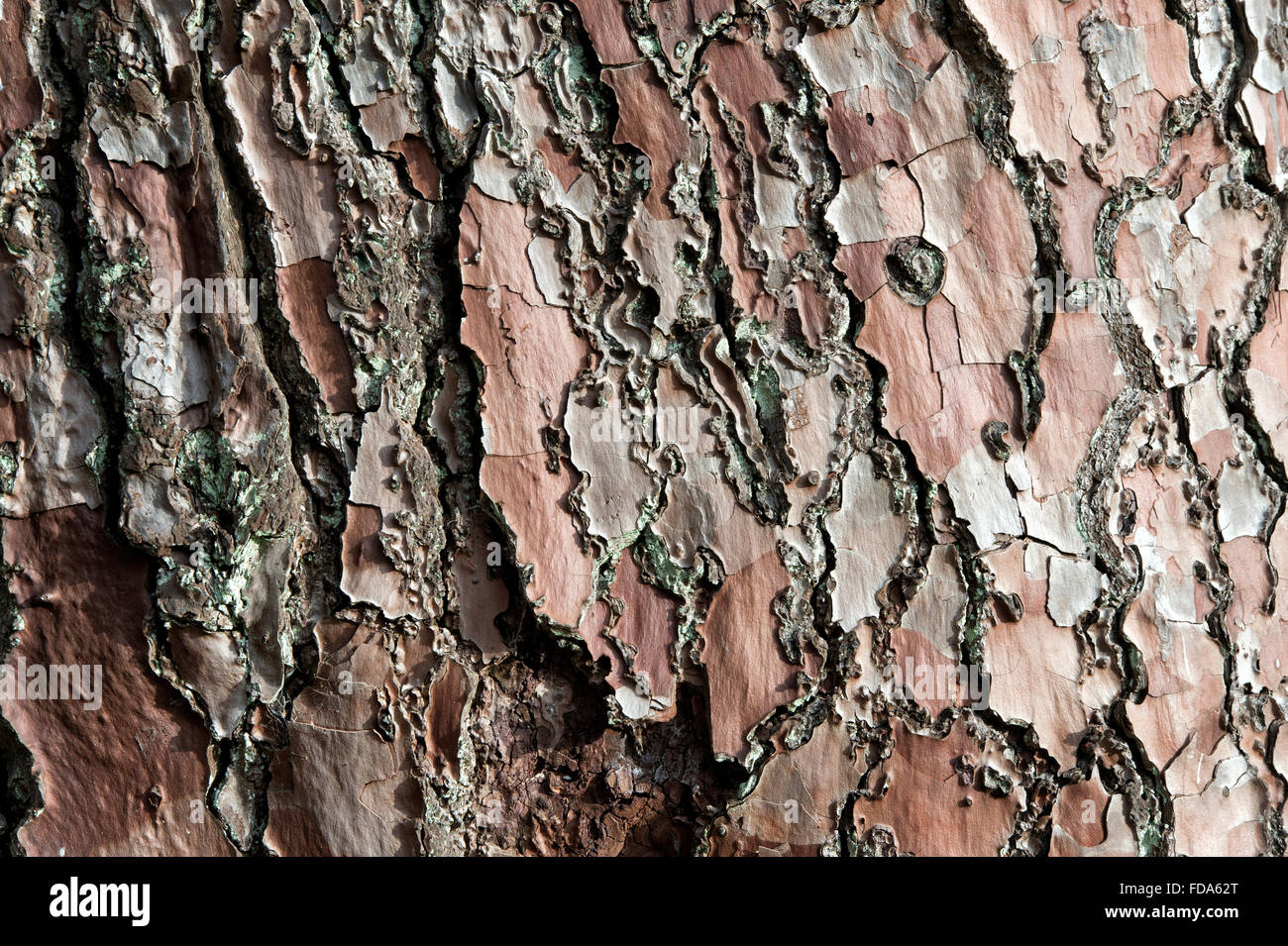 Pinus pinaster. Maritime pine tree bark Stock Photo