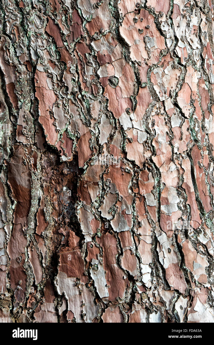 Pinus pinaster. Maritime pine tree bark Stock Photo